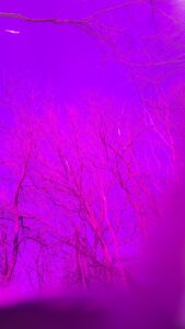 Image: the trees and sky through violet color therapy glasses