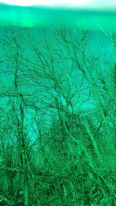 Image: the trees and sky through green glasses