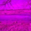 Cravath Lake through violet color therapy glasses