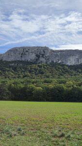 Forest of Saint-Baume